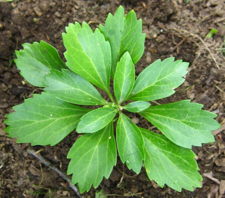 کود دهی پاکی ساندرا